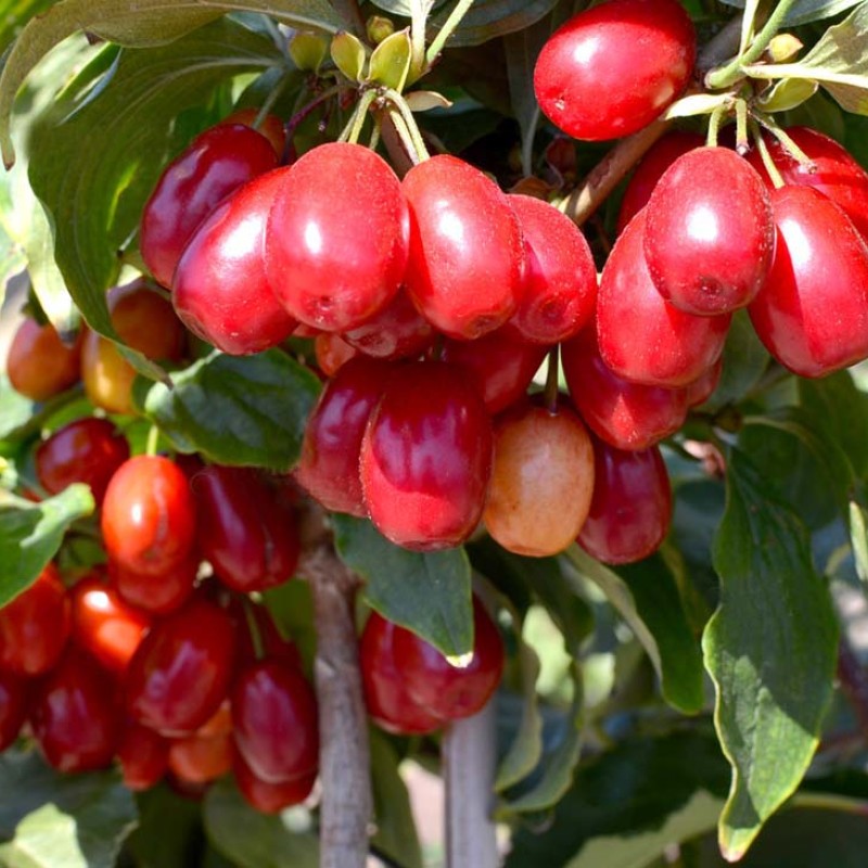Drieň obyčajný (Cornus mas) PANCHAREVO