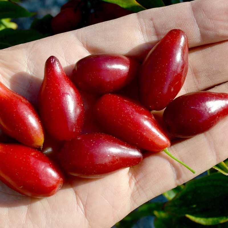 Drieň obyčajný (Cornus mas) SVETLJAČOK