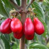 Drieň obyčajný (Cornus mas) SVETLJAČOK