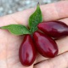 Drieň obyčajný (Cornus mas) VYDUBECKIJ