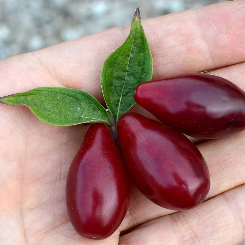 Drieň obyčajný (Cornus mas) VYDUBECKIJ