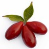 Drieň obyčajný (Cornus mas) VYDUBECKIJ