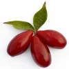 Drieň obyčajný (Cornus mas) VYDUBECKIJ