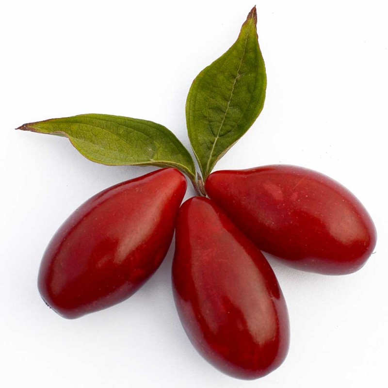 Drieň obyčajný (Cornus mas) VYDUBECKIJ