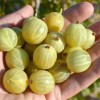 Egreš krík (Grossularia uva-crispa) BERILL®
