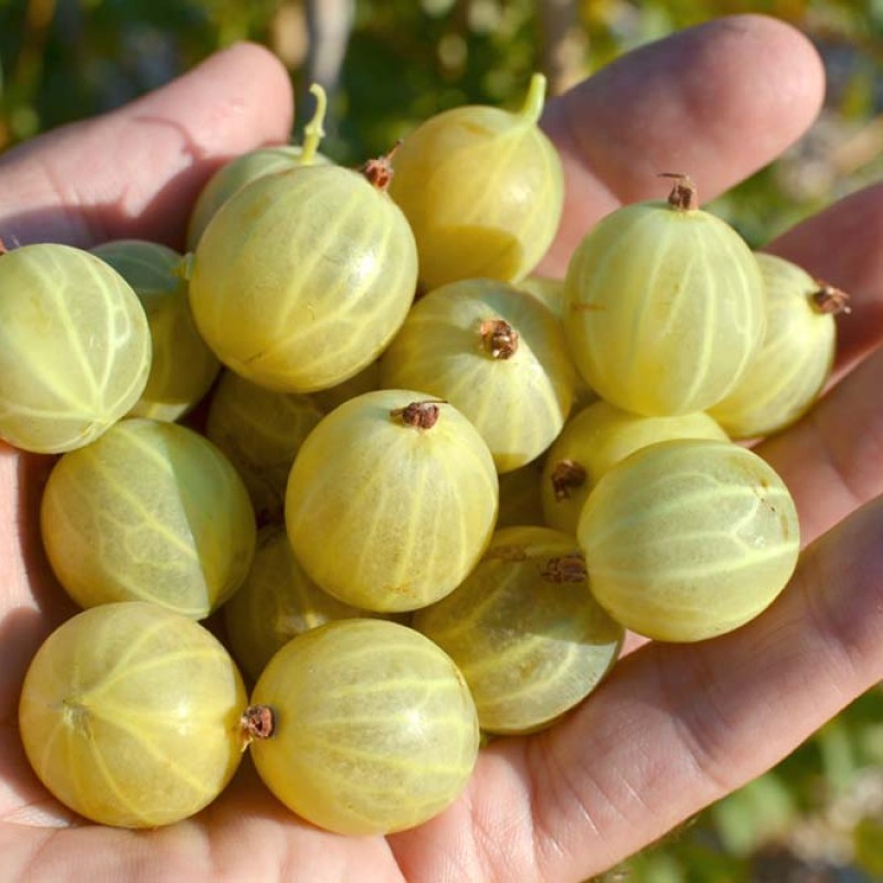 Egreš krík (Grossularia uva-crispa) BERILL®