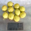 Egreš krík (Grossularia uva-crispa) BERILL®