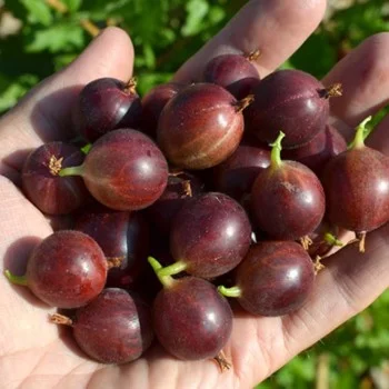 Stachelbeere Strauch (Grossularia uva-crispa) TSCHERNOSLIVOVY
