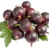Egreš krík (Grossularia uva-crispa) ČERNOSLIVOVYJ