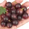 Egreš krík (Grossularia uva-crispa) ČERNOSLIVOVYJ