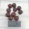 Egreš krík (Grossularia uva-crispa) ČERNOSLIVOVYJ
