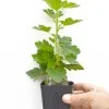 Egreš krík (Grossularia uva-crispa) ČERNOSLIVOVYJ