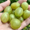 Egreš krík (Grossularia uva-crispa) INVICTA