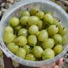 Egreš stromček (Grossularia uva-crispa) INVICTA