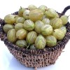 Egreš stromček (Grossularia uva-crispa) INVICTA
