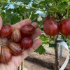 Egreš stromček (Grossularia uva-crispa) KRASNOSLAVJANSKIJ