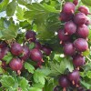 Egreš krík (Grossularia uva-crispa) NESLUCHOVSKIJ