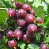 Egreš krík (Grossularia uva-crispa) NESLUCHOVSKIJ