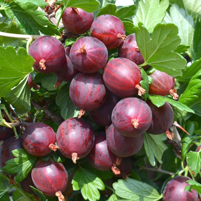 Egreš krík (Grossularia uva-crispa) NESLUCHOVSKIJ