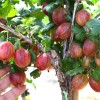 Egreš stromček (Grossularia uva-crispa) PAX