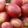 Egreš krík (Grossularia uva-crispa) PAX