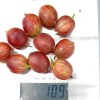 Egreš krík (Grossularia uva-crispa) PAX