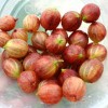 Egreš krík (Grossularia uva-crispa) PAX