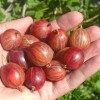 Egreš stromček (Grossularia uva-crispa) PAX