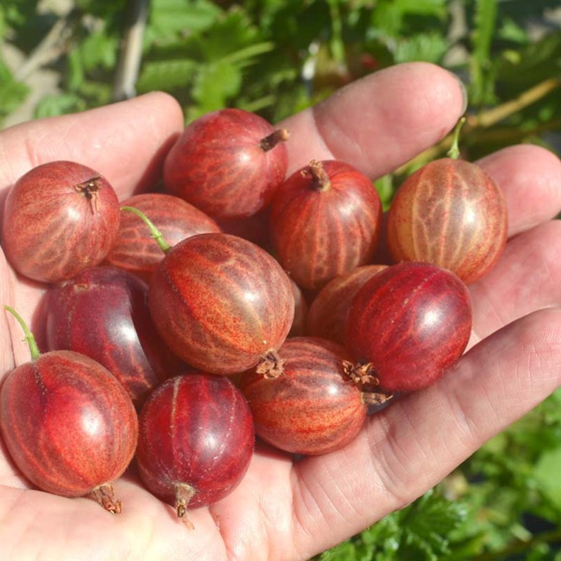 Egreš stromček (Grossularia uva-crispa) PAX