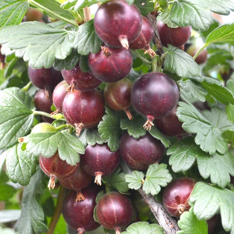 Egreš (Grossularia uva-crispa) SPINEFREE