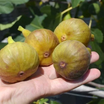  Fig Tree (Ficus carica) BORNHOLM`S DIAMOND