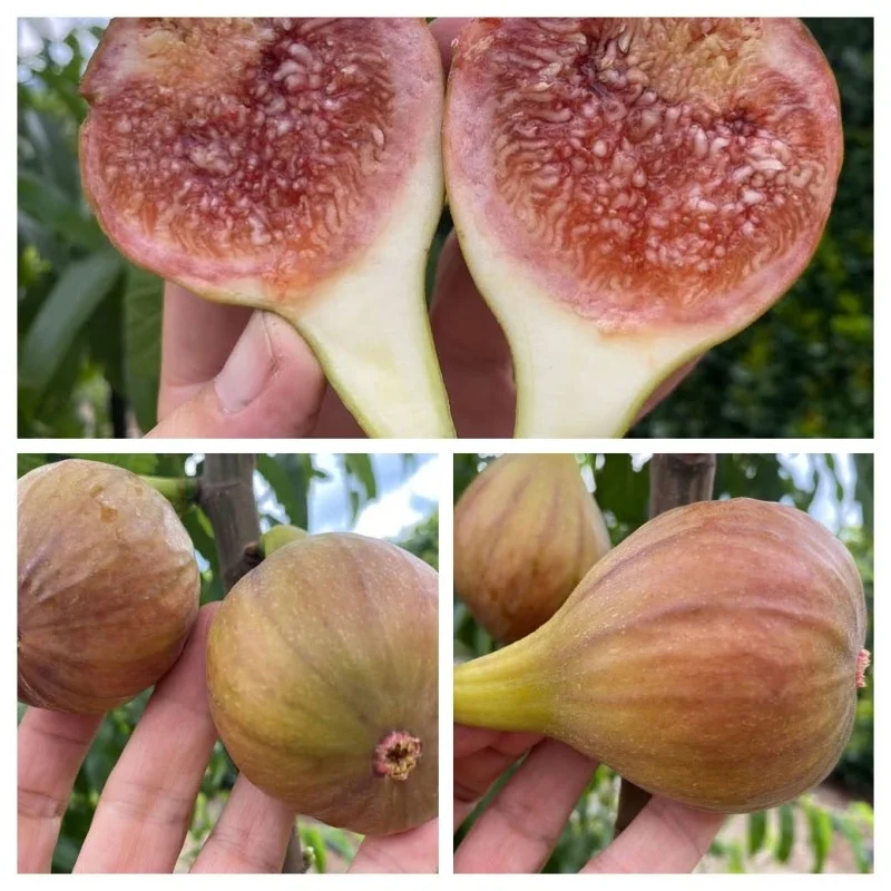 Fig Tree (Ficus carica) BRUNSWICK