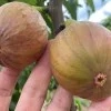 Fig Tree (Ficus carica) BRUNSWICK