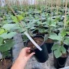 Fig Tree (Ficus carica) CELESTE