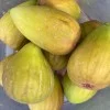 Fig Tree (Ficus carica) DORÉE