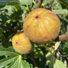 Figovník (Ficus carica) DORÉE