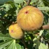 Fig Tree (Ficus carica) DORÉE