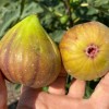 Figovník (Ficus carica) DORÉE
