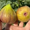 Fig Tree (Ficus carica) DORÉE