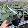 Figovník (Ficus carica) DORÉE