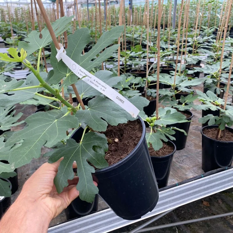 Fig Tree (Ficus carica) DORÉE