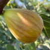 Figovník (Ficus carica) DORÉE