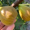 Figovník (Ficus carica) DORÉE