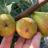 Figovník (Ficus carica) DORÉE
