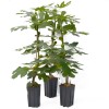 Figovník (Ficus carica) LONGUE DAOÛT
