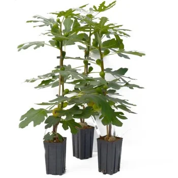  Fig Tree (Ficus carica) BORNHOLM`S DIAMOND