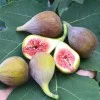 Fig Tree (Ficus carica) CELESTE