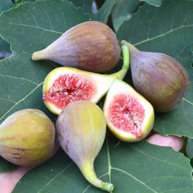 Fig Tree (Ficus carica) CELESTE