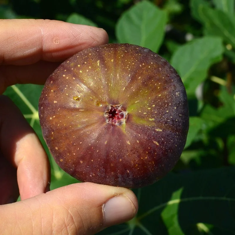 Feige (Ficus carica) MADELEINE DES DEUX SAISONS