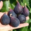 Fig Tree (Ficus carica) NEGRONNE